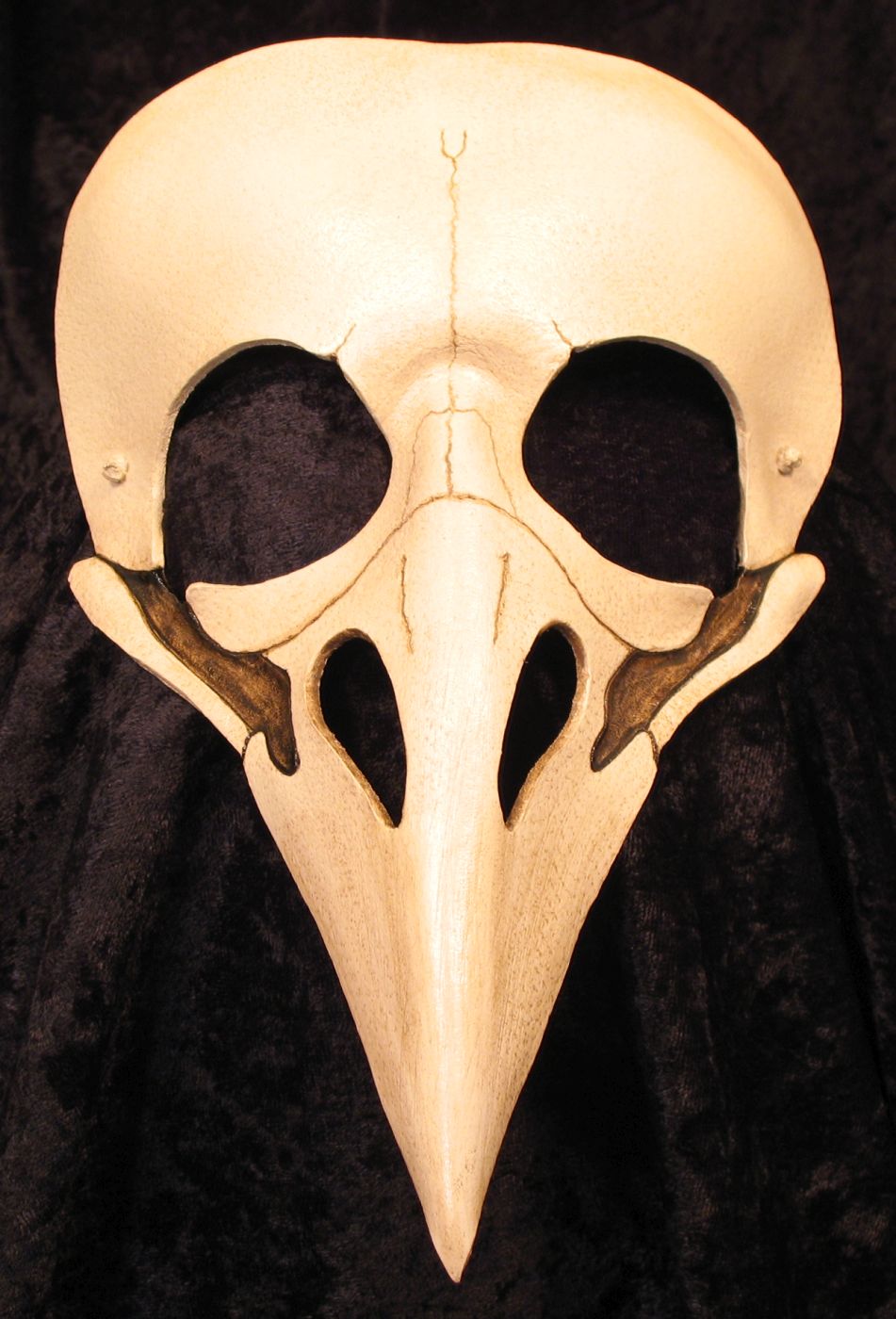 Corvid skull mask, cleaned beak.